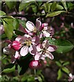 Blossom, Liverton