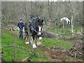 A heavy horse hauling timber