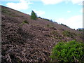 Bracken-clad hillside