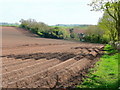 Freshly planted potato field