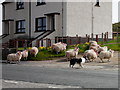 Woolly traffic: sheep passing through Durness