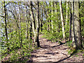 Wooded Path, Sale Water Park