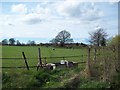 SO8251 : Field of sheep and lambs at King's End by Andrew King
