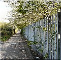 Cherry blossom over the fence