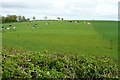 Farmland north of Springvale