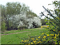 TQ5430 : Spring blossom by Robin Webster