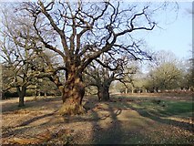 TQ1971 : Ancient oak trees in High Wood, Richmond Park (1) by Stefan Czapski