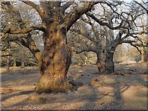 TQ1971 : Ancient oak trees in High Wood, Richmond Park (2) by Stefan Czapski