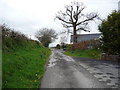 Oak tree on the lane