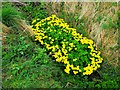 Blooms in a ditch