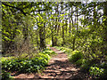 Kingston Pool Covert (South) Local Nature Reserve