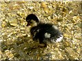 Mallard duckling on the River Nadder, Salisbury