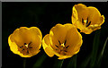 SU6948 : Garden tulips by Hugh Chevallier