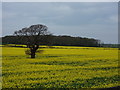 Golden Field