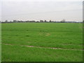 Farmland near Barlby