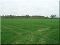 Farmland off Fog Lane