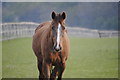 Chestnut with a flash