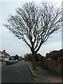 Stark tree in Broomfield Avenue