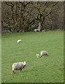 Sheep grazing north-west of Rhandirmwyn, Carmarthenshire