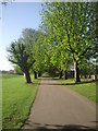 Avenue of trees in Sutcliffe Park