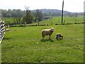 Ewe and lamb near the Rother close to Shopham Bridge