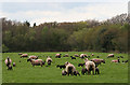 ST1817 : Spring Lambs on Leigh Hill by Nick Chipchase