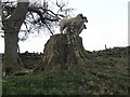 NY9027 : Tree stump in woodland at Bowlees by peter robinson