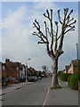 Pollarded plane tree