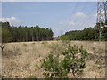 Hurn Forest, grassland