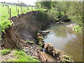 More bank erosion River Bollin