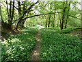 Wild garlic borders footpath to the River Arun