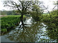 Reflections on the River Arun