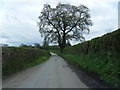 Lane to Cuddington Heath