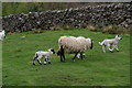 Mother and new-born lambs near Brandstone Beck