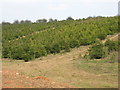 Christmas Trees on Hawridge Common