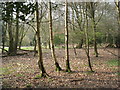 On Aldbury Common