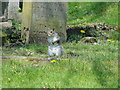 Grey Squirrel in Gt Yarmouth cemetery