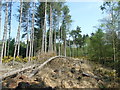 Ringwood Forest, Fallen Trees