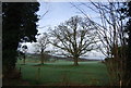 Trees by the Bridleway, South House