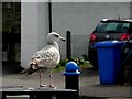 Bold seagull, Mallaig