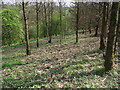 Footpath through the wood