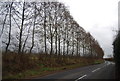 Trees by Tonbridge Rd