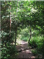 Footpath in the wood east of Bracken Avenue, CR0