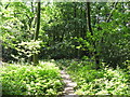 Footpath in the wood east of Jasmin Gardens, CR0