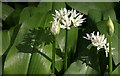 Ramsons near the road to The Rainbow