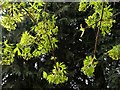 Acer leaves, Crownhill Park, Torquay