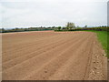 Potato field