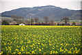 Field of Rape Seed