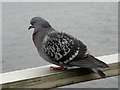 Pigeon, Fort William