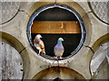 Pigeons at Astley Bridge Cemetery Chapel